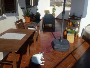 a cat sitting on a table in a living room at Casa da Torre Rooftop Terrace in Praia da Areia Branca