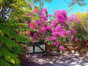 a wooden fence with pink flowers on it at The Pool House in Saint Philip