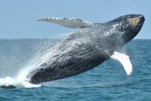 Altri animali domestici presso l'appartamento o nei dintorni