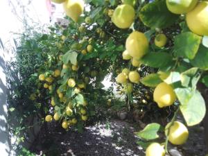 Casa Paula في Orcheta: حفنة من الفواكه الصفراء على شجرة +38 صورة