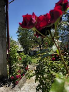 Zahrada ubytování Sanahin Heritage