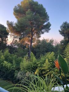a large tree in the middle of a forest at 3P, Cannes, Domaine securise, Piscine, Tennis, Golf, 3 Etoiles in Cannes