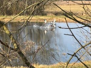 a bird is swimming in the water on a pond at Tiny House Countryside in Hejnsvig
