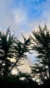 Billede fra billedgalleriet på Cabaña en Pichidangui un Oasis de naturaleza y relajación i Pichidangui