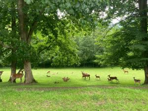 Gallery image of Apartmama Lipová in Lipova Lazne