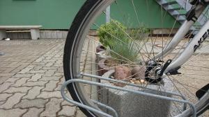 Jízda na kole v ubytování Heidebistro nebo okolí