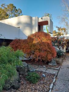ein großer Busch vor einem Gebäude in der Unterkunft Villa Sugulna in Saint-Pierre-dʼIrube