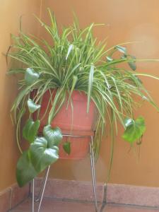 Fotografie z fotogalerie ubytování Apartamentos Casa Ferrás v destinaci Valderrobres