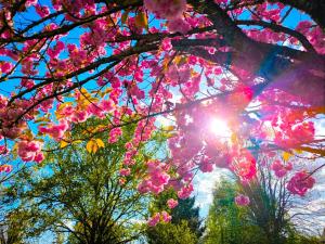 Zahrada ubytování Grand appartement