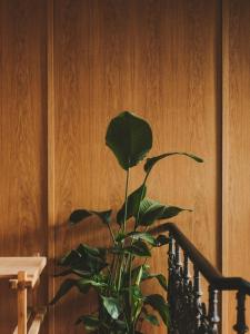 a green plant sitting next to a wooden wall at Bellhop Tbilisi in Tbilisi City