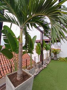 a palm tree in a planter in a yard at Habitación privada en Getsemaní in Cartagena de Indias