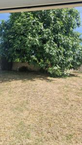a large green tree in a grass field at Le Jardin des Vignes 1 in Montsoreau +3 photos