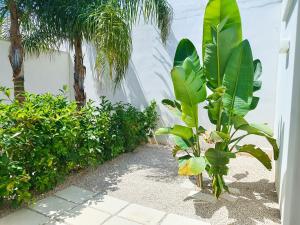 Κήπος έξω από το Casa Vacanze Schiuma di Mare