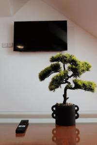 a small pine tree in a black pot on a table at TOTO's apartment in Gheorgheni