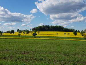 a field of green grass with trees in the background at Ferienwohnung am Fuße des Poehlberg in Königswalde