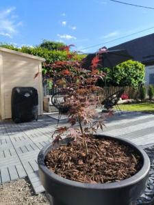 a plant in a black pot on a patio at Der SteinStadL in Raumberg +38 photos