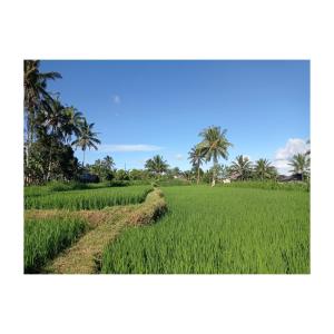 a field with palm trees and a dirt road at Rice Terrace Bungalows in Tetebatu