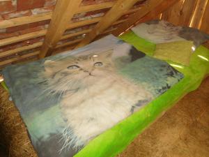 two cats are laying in a bath tub at Spaní na seně in Milešín