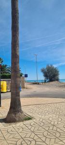 a tree sitting on a sidewalk next to a beach at Apartment Nules in Nules