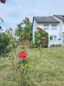 a red flower in a yard next to a house at Family-Friedndly Home with Large Garden &BBQ Grill in Dreieich
