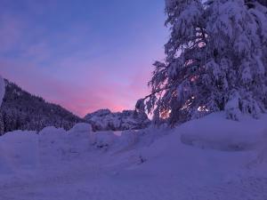 a tree covered in snow with a sunset in the background at Steiner`s Ferienwohnung in Winklern