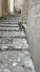 Domácí mazlíčci ubytovaní s hosty v ubytování Dimora La Gravina