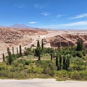 a group of cypress trees in the desert at Alto Jere in Toconao