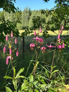 Galeriebild der Unterkunft Hjortkullen in Vimmerby + 32 Fotos