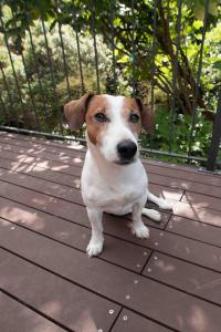 Gallery image of Tranquil hideaway in Akaroa +27 photos