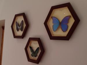Cztery zdjęcia motyli są na ścianie. w obiekcie Gardeners Cottage B and B w mieście Bakewell