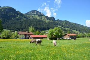 a group of cows grazing in a field of grass at Heulandhof in Bad Hindelang