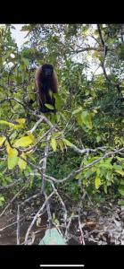 Φωτογραφία από το άλμπουμ του Amazon eagle Explore σε Nauta