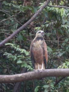 Φωτογραφία από το άλμπουμ του Amazon eagle Explore σε Nauta