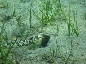 a dalmatian at Kerveli Luxury Villa in Kerveli