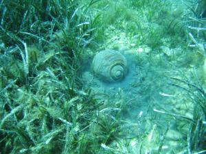 a snail is sitting in the grass at Kerveli Luxury Villa in Kerveli
