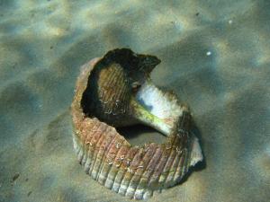 a shell sitting in the sand in the water at Kerveli Luxury Villa in Kerveli