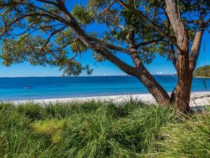 a tree on a beach with the ocean in the background at Beachstay Hideaway Vincentia by Book Jervis Bay in Vincentia