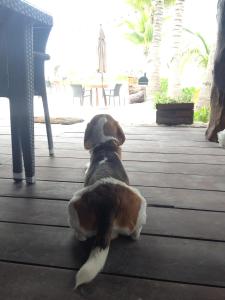 Domácí mazlíčci ubytovaní s hosty v ubytování Casa Iguana Holbox - Beachfront Hotel
