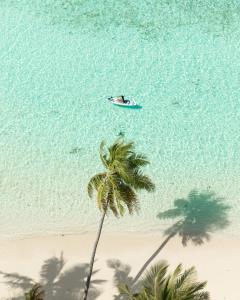 an overhead view of a palm tree and a boat in the water at Kirulhiya Maldives - Omadhoo in Omadhoo