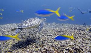 eine grüne Schildkröte und bunter Fisch im Ozean in der Unterkunft Breathe Villa Meno in Gili Meno