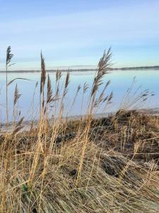 a field of tall grass next to a body of water at Retro Cottage With Fjord View in Storvorde