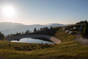 a group of sheep grazing on a hill next to a pond at Stargazing Glamping Domes Golte in Mozirje