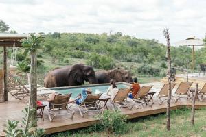 巴卢莱自然保护区Isambane Camp的一群人坐在椅子上，看着池边的两头大象