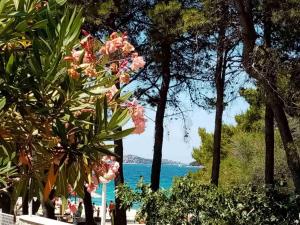 un árbol con flores rosas delante de un cuerpo de agua en Srima apartments 20 meters from the beach, en Srima