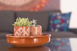 a small plant in a bowl on a table at Home2Book Casa Kiky - Cosy Villa with Jacuzzi in La Oliva