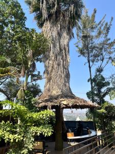 Fotografie z fotogalerie ubytování Roots House v destinaci Kigali