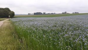 Paesaggio naturale nelle vicinanze of country house