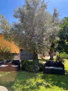 Un árbol en medio de un patio con sofás. en Casa Matreiro, en Proselo