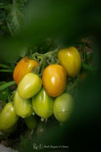 a pile of tomatoes on top of each other at Podere Il Ritorno in Portoferraio