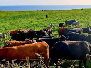 un allevamento di vacche in un campo di Kirklauchline Cottage a Portpatrick